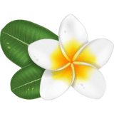 a close up of a green plate