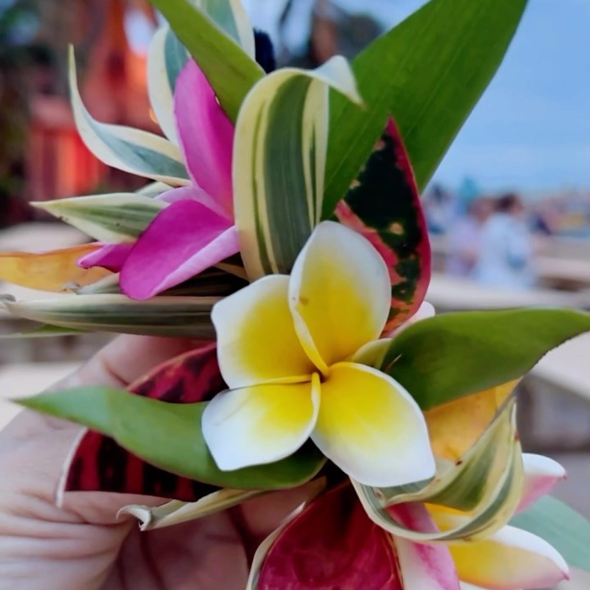 a pink flower on a plant