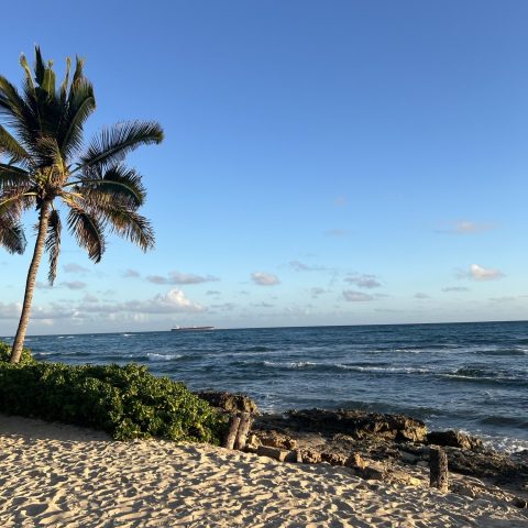 a flock of birds sitting on top of a sandy beach